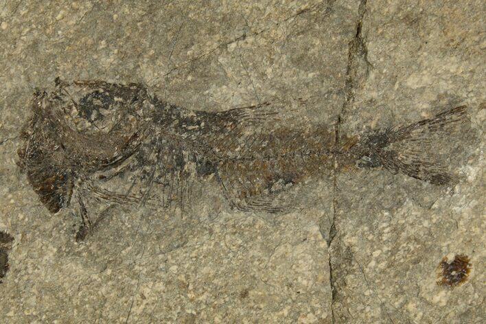 Oligocene Fossil Deep-Sea Hatchetfish (Polyipnus) - Poland #320594